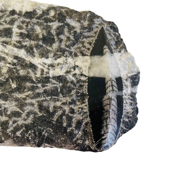 Orthoceras Fossil Specimen On Black Matrix 8 1/2" x 4" - Picture 3 of 10